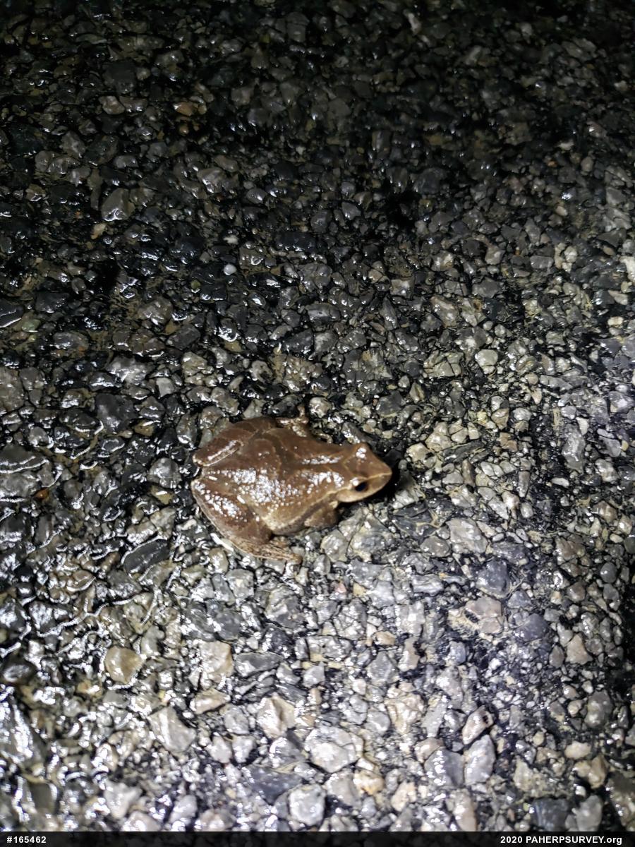 Spring Peeper