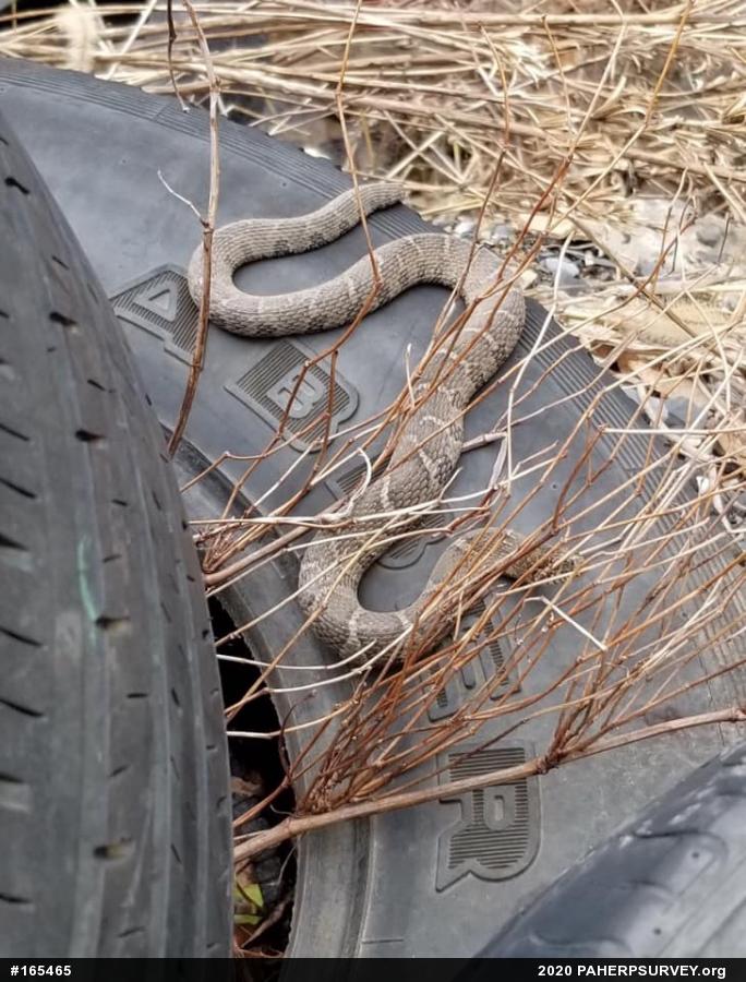 Northern Watersnake
