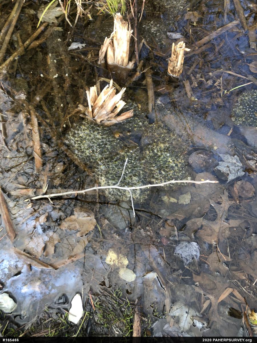 Wood Frog