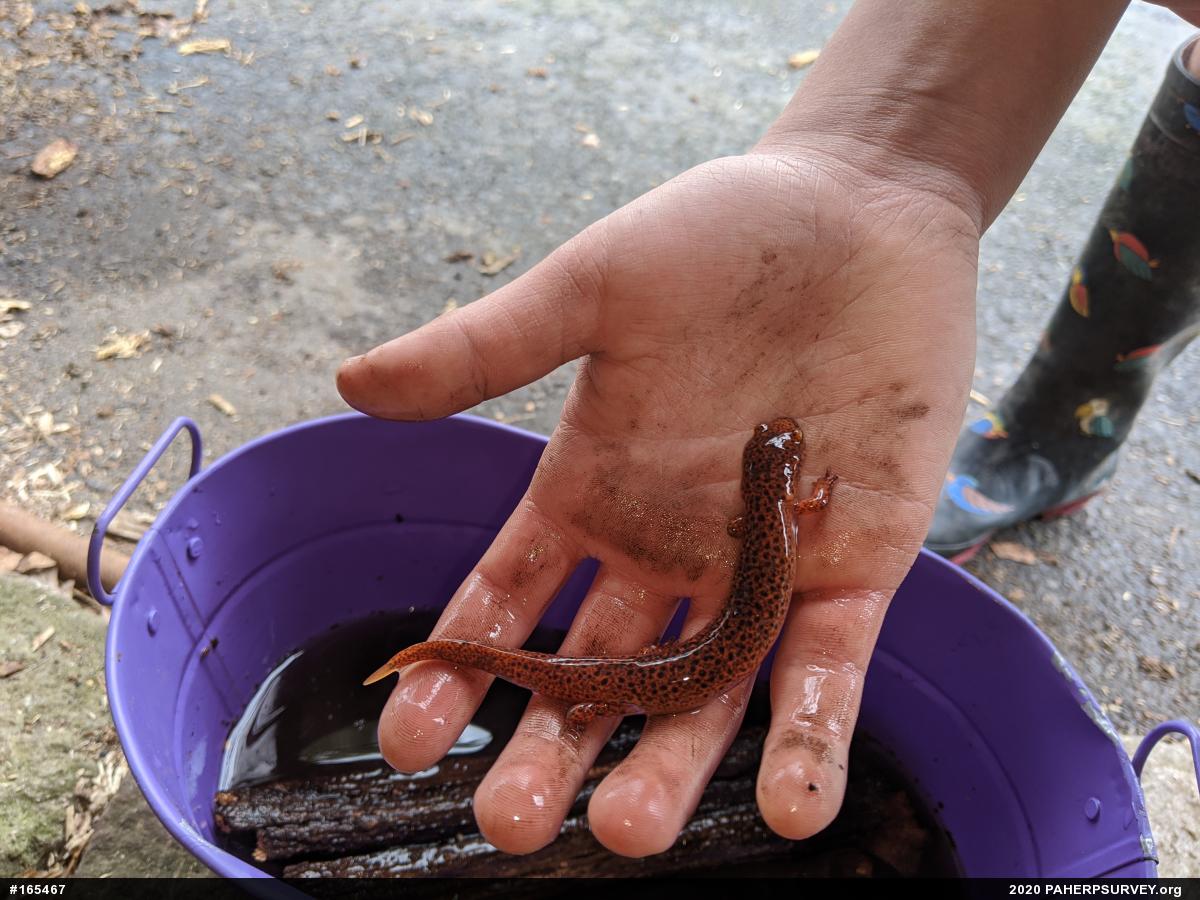 Northern Red Salamander