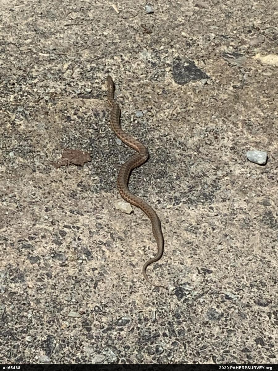 Eastern Gartersnake
