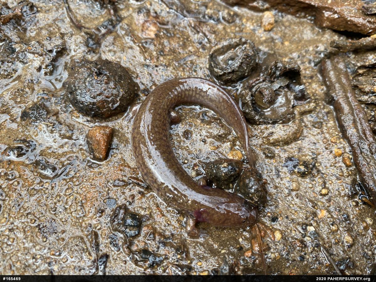 Northern Spring Salamander