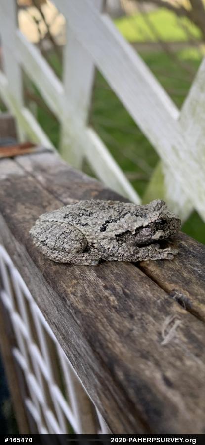 Unknown Gray Treefrog