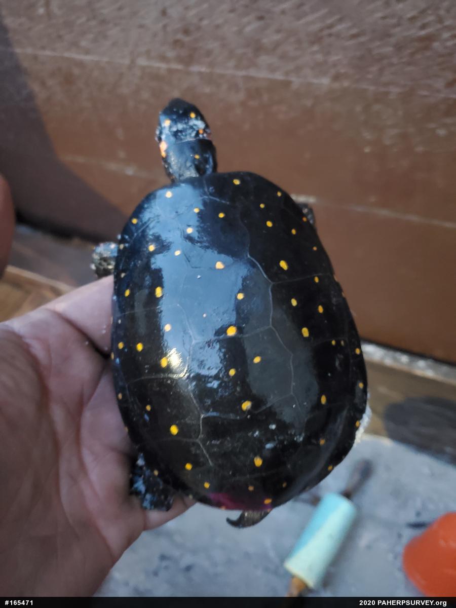 Spotted Turtle