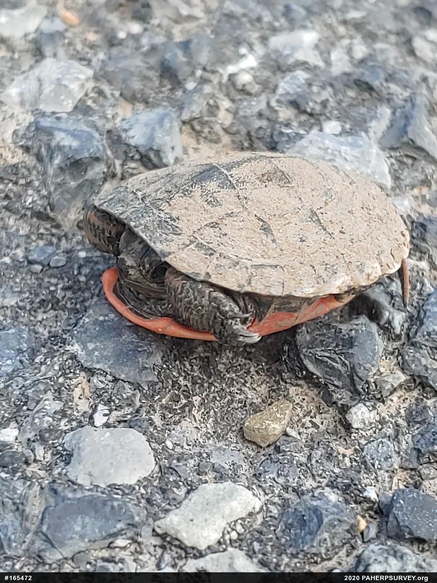 Painted Turtle
