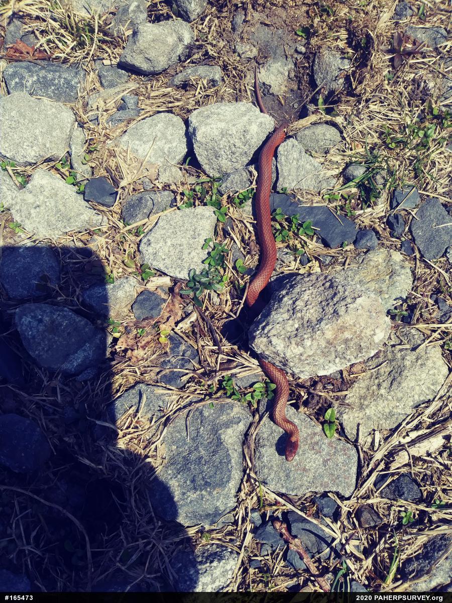 Red-bellied Snake