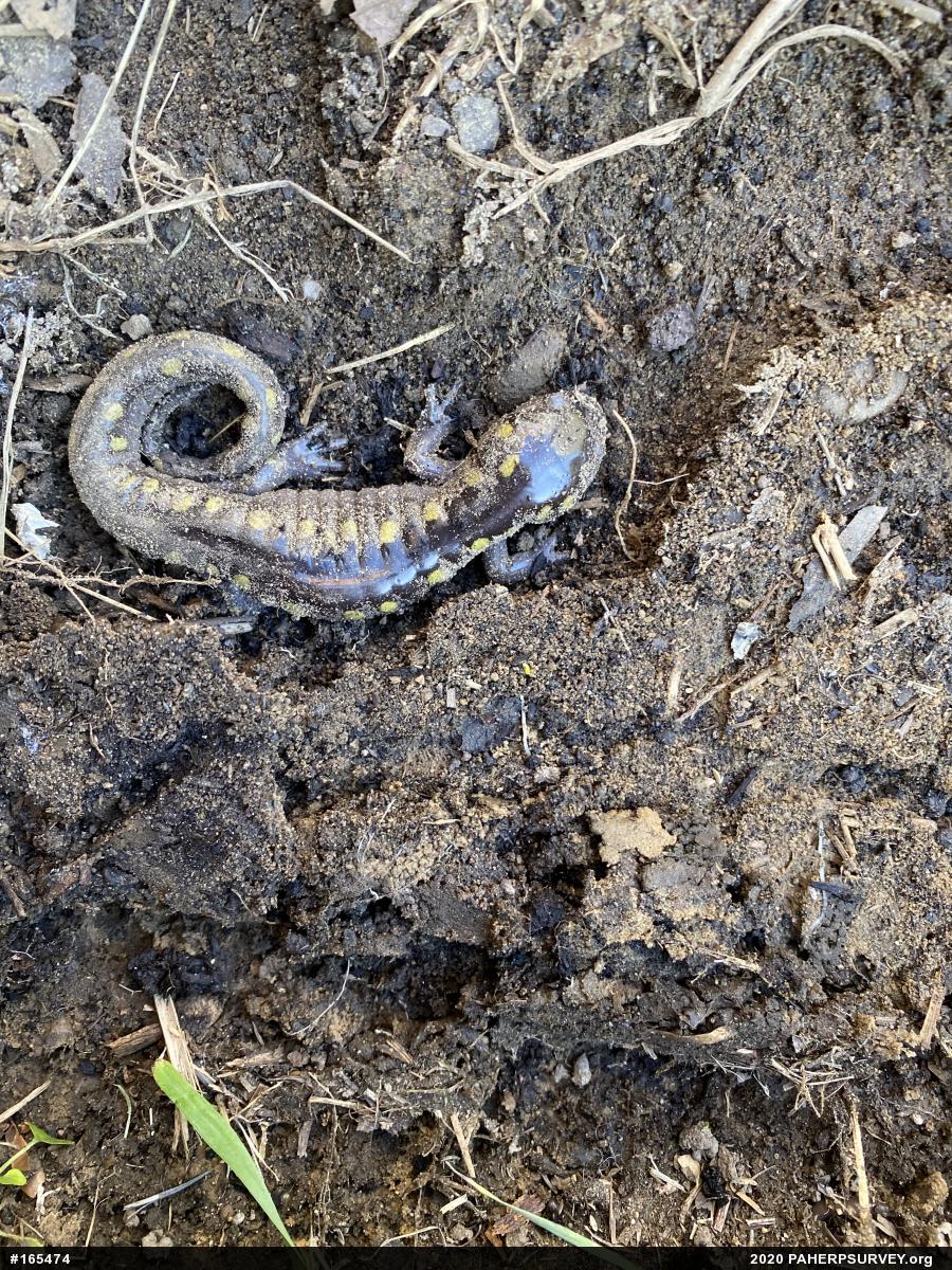 Spotted Salamander