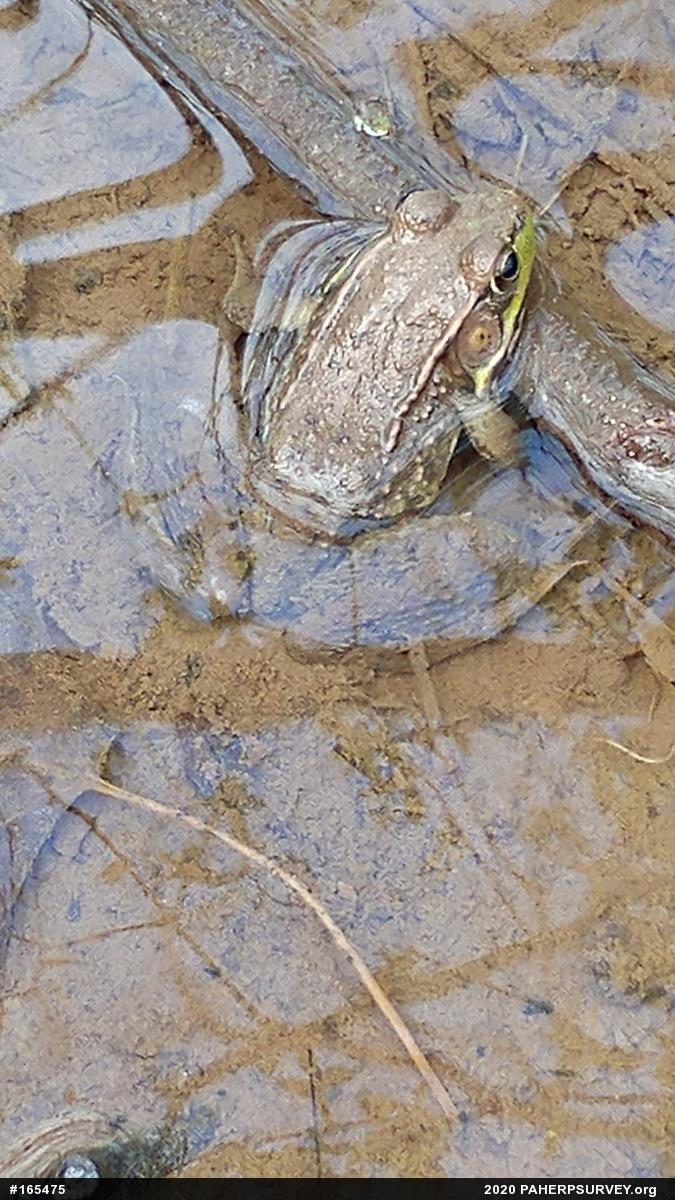 Green Frog