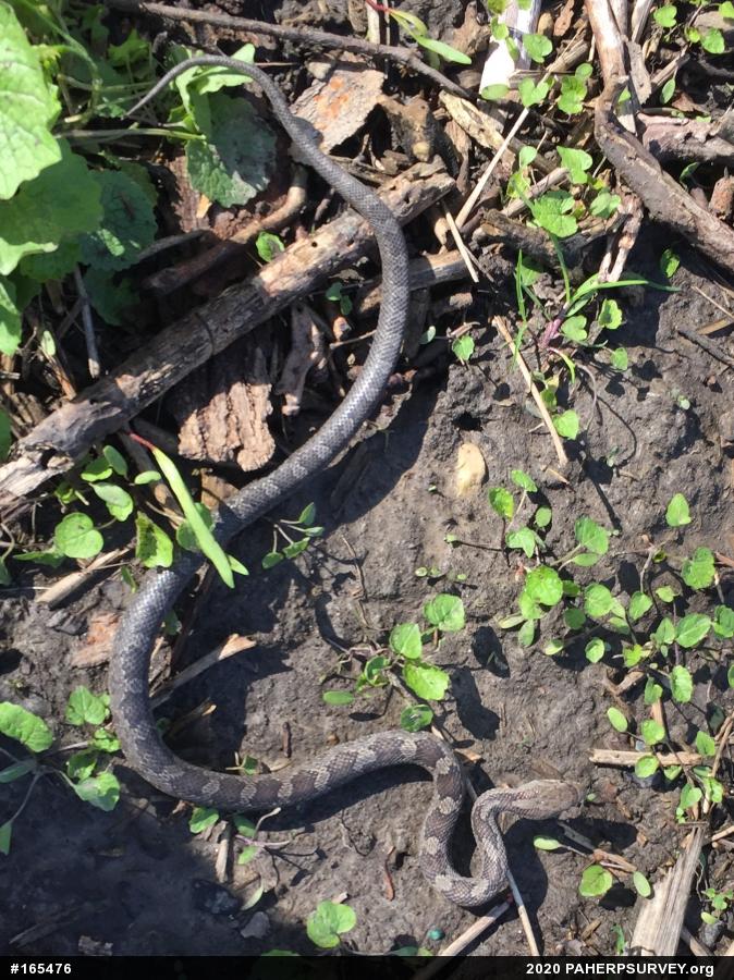 Eastern Ratsnake