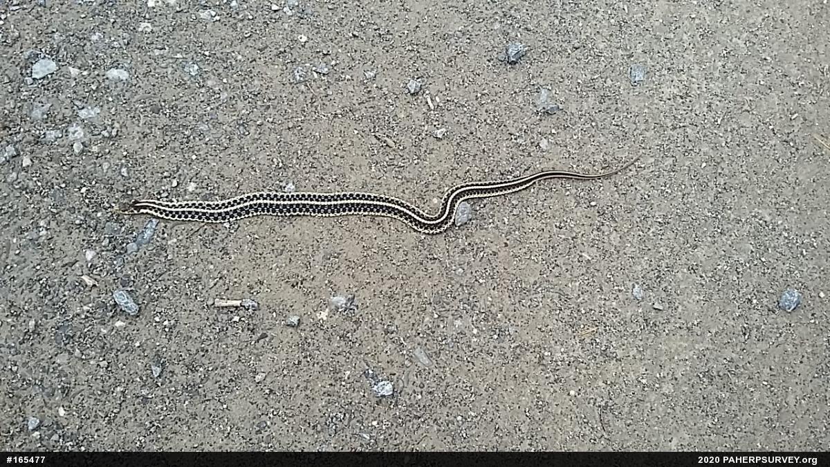 Eastern Gartersnake