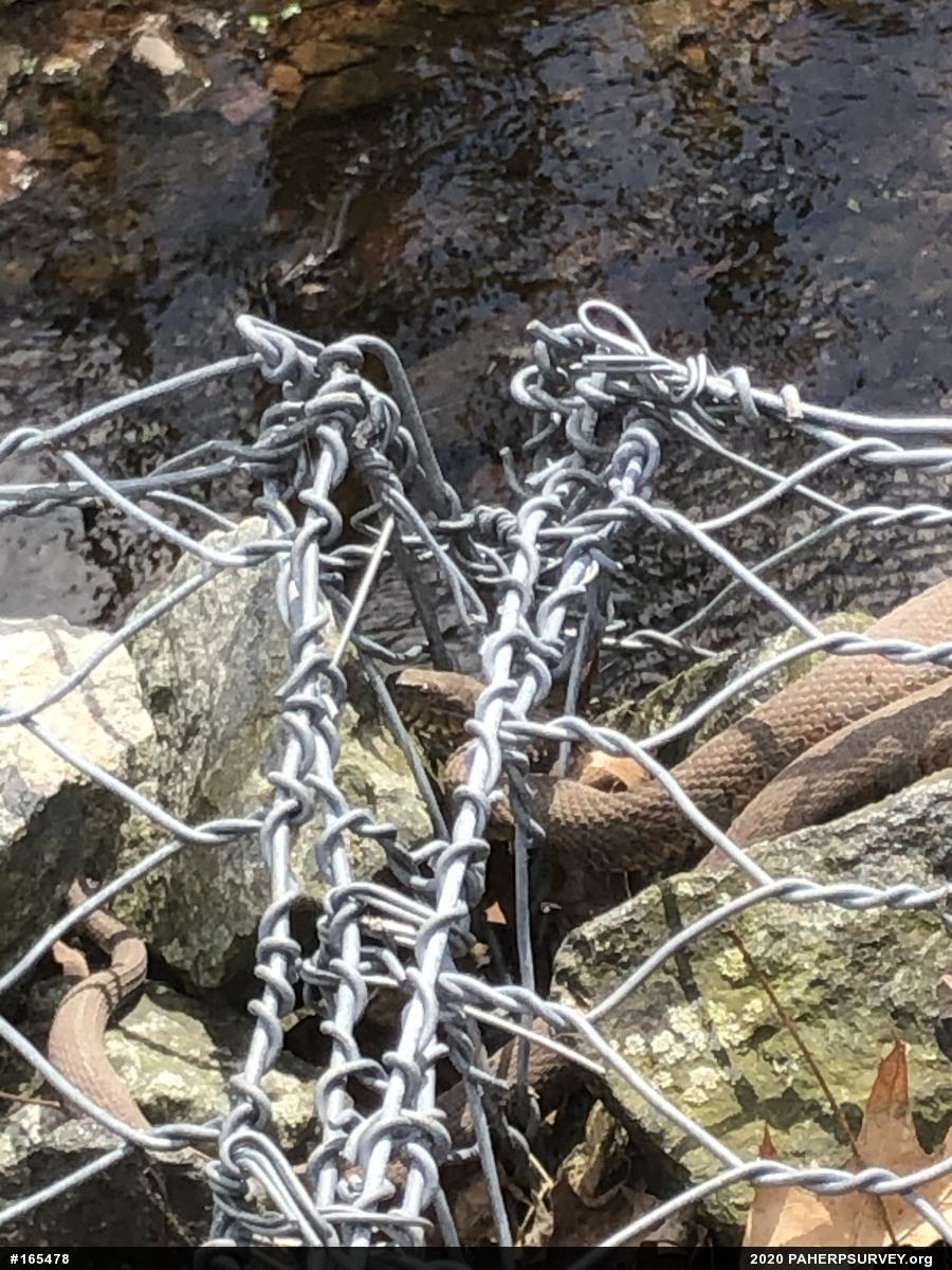 Northern Watersnake