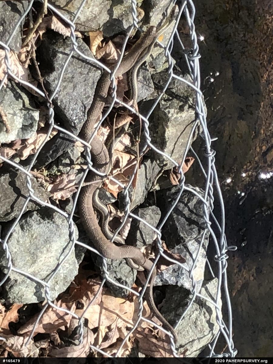 Eastern Gartersnake