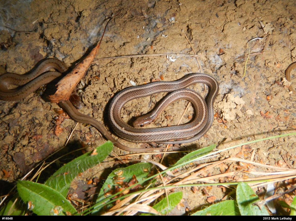 Shorthead Gartersnake