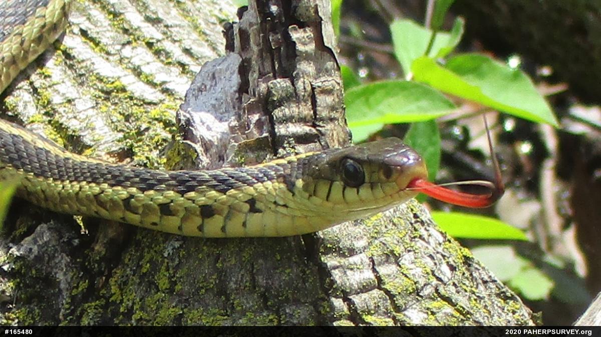 Eastern Gartersnake