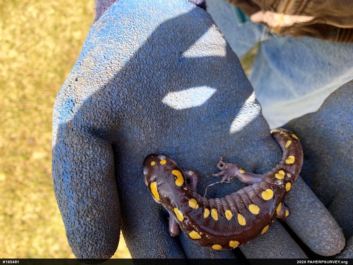 Spotted Salamander