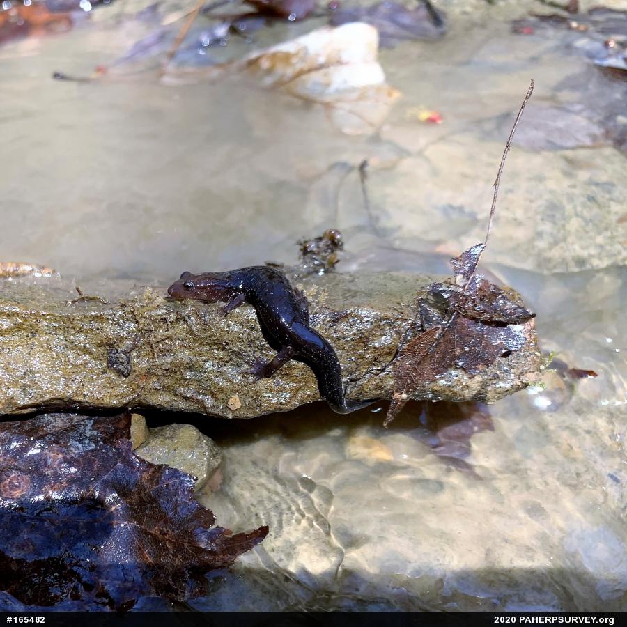 Allegheny Mountain Dusky Salamander