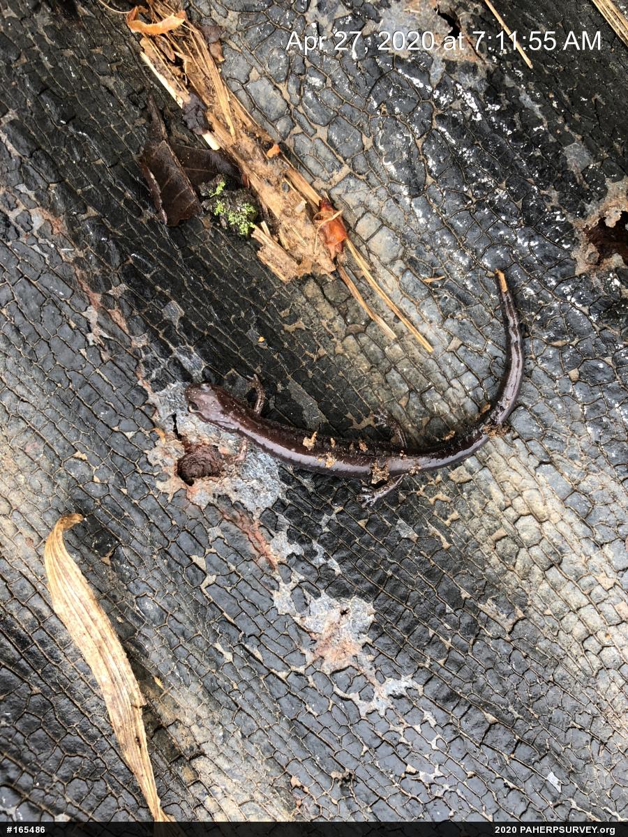 Eastern Red-backed  Salamander