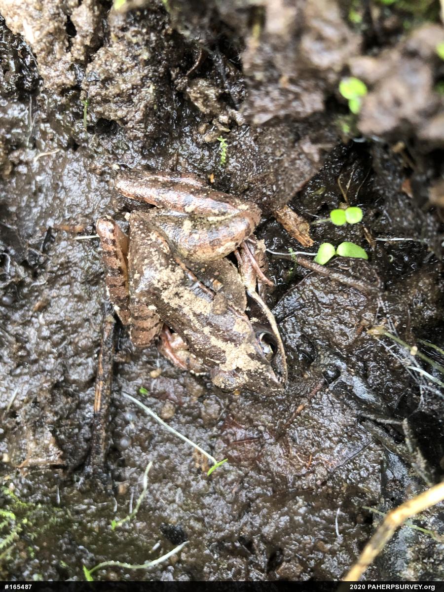 Wood Frog