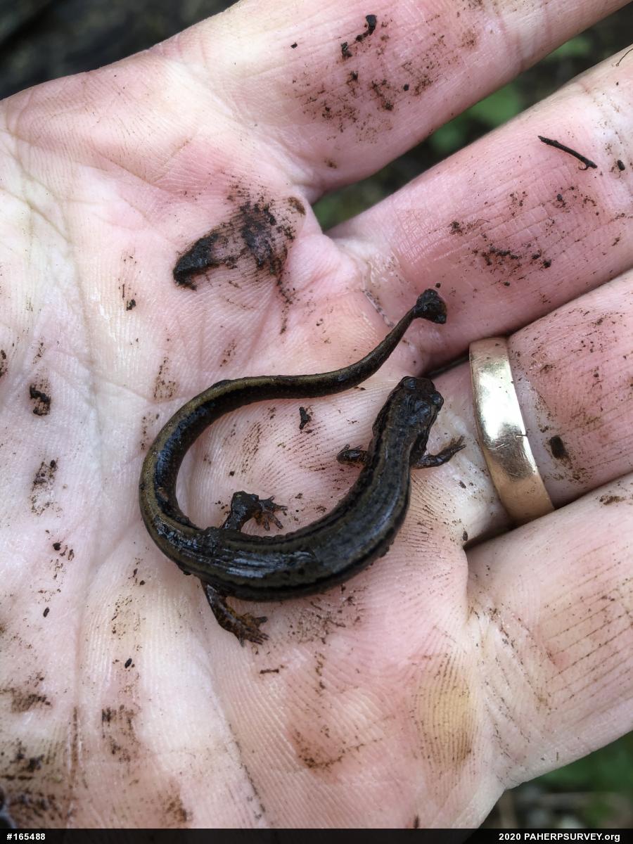 Northern Two-lined Salamander