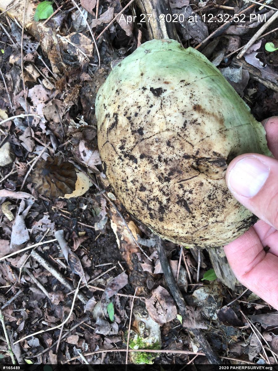 Eastern Box Turtle
