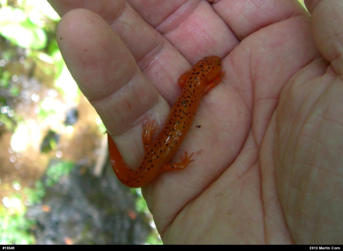 Northern Red Salamander