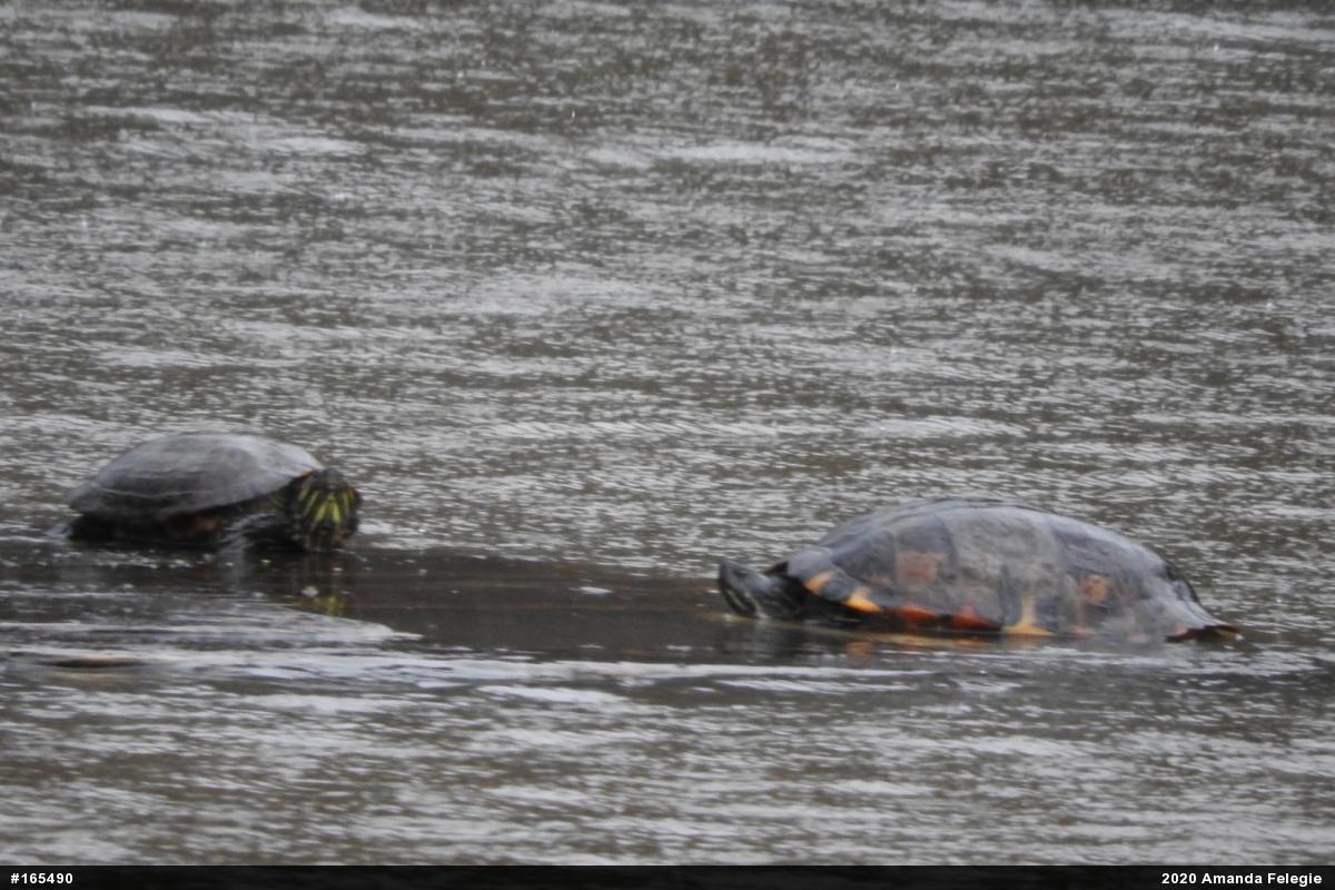 Red-eared Slider