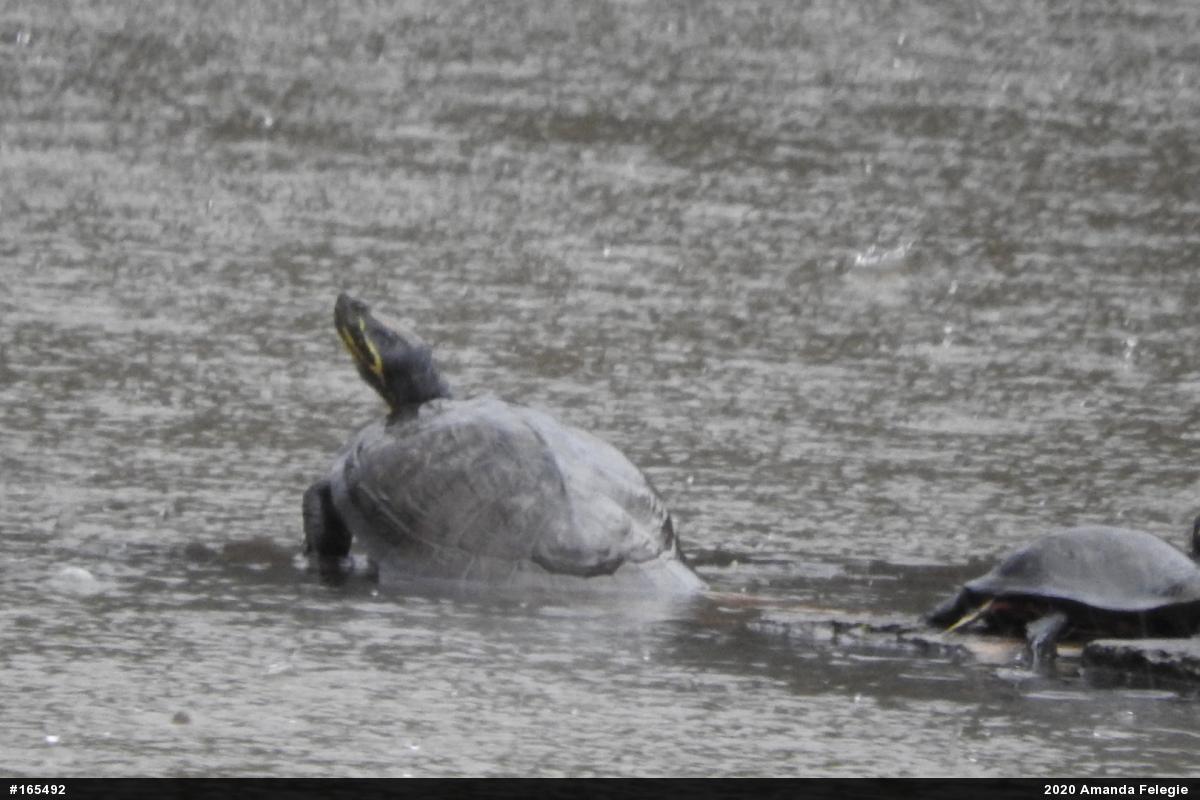 Red-eared Slider
