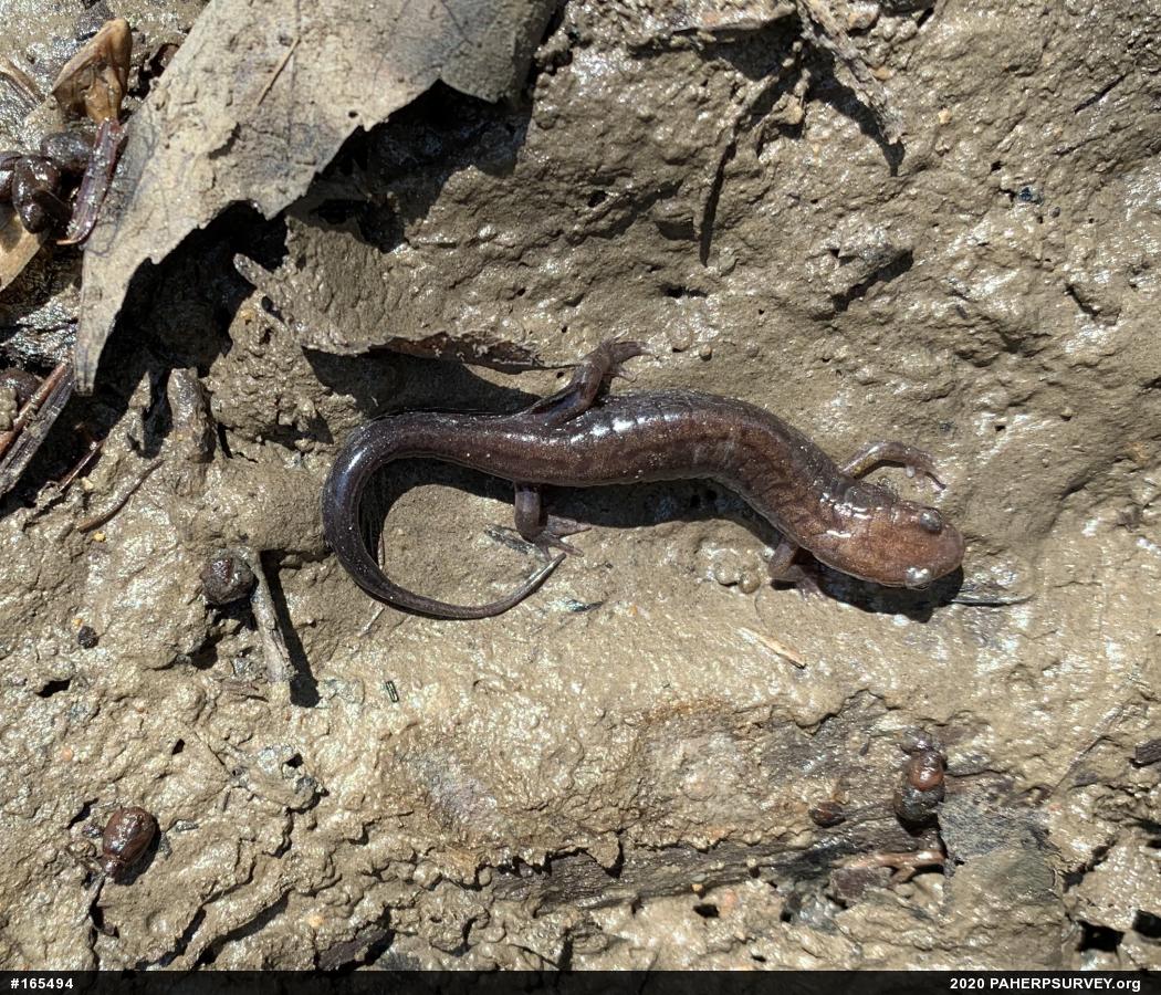 Allegheny Mountain Dusky Salamander