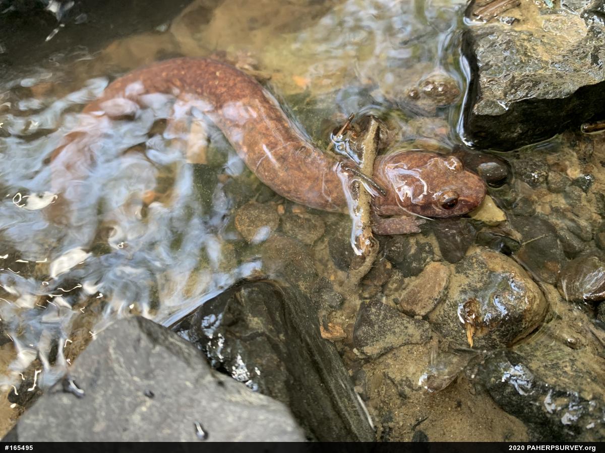Northern Spring Salamander