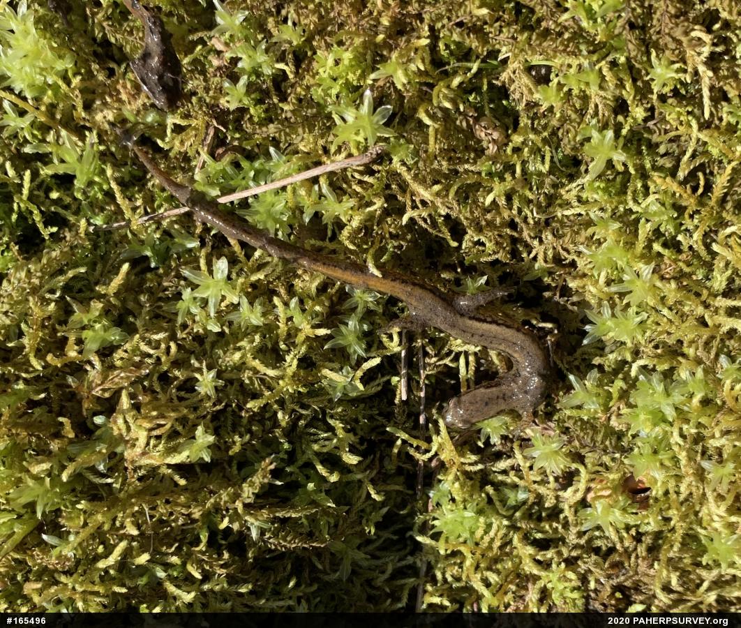 Northern Two-lined Salamander