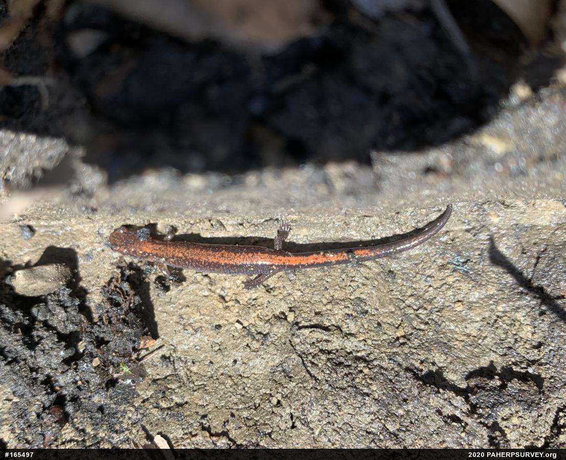 Eastern Red-backed  Salamander