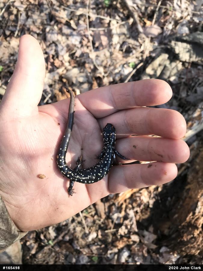 Northern Slimy Salamander