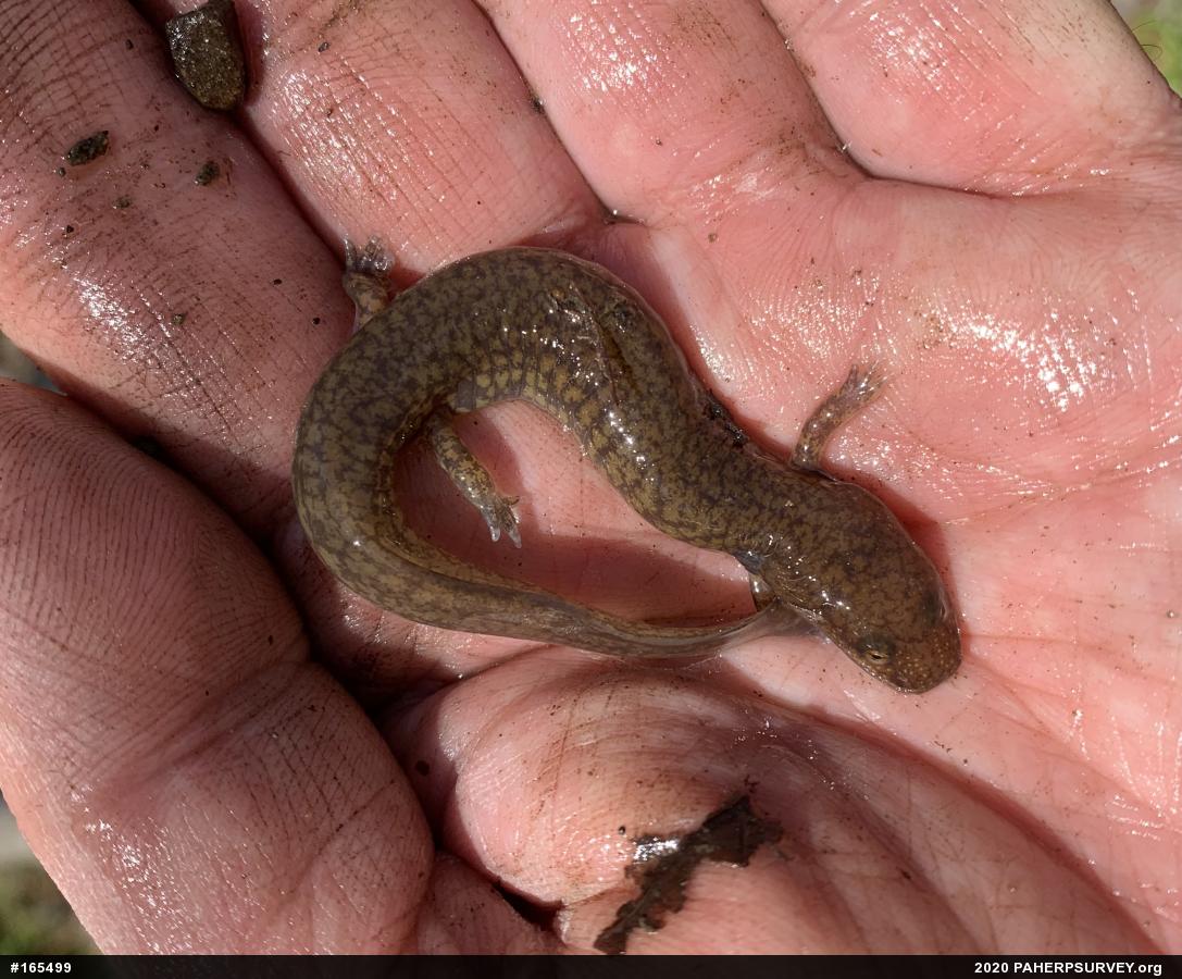 Northern Spring Salamander
