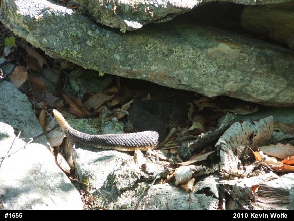 Timber Rattlesnake