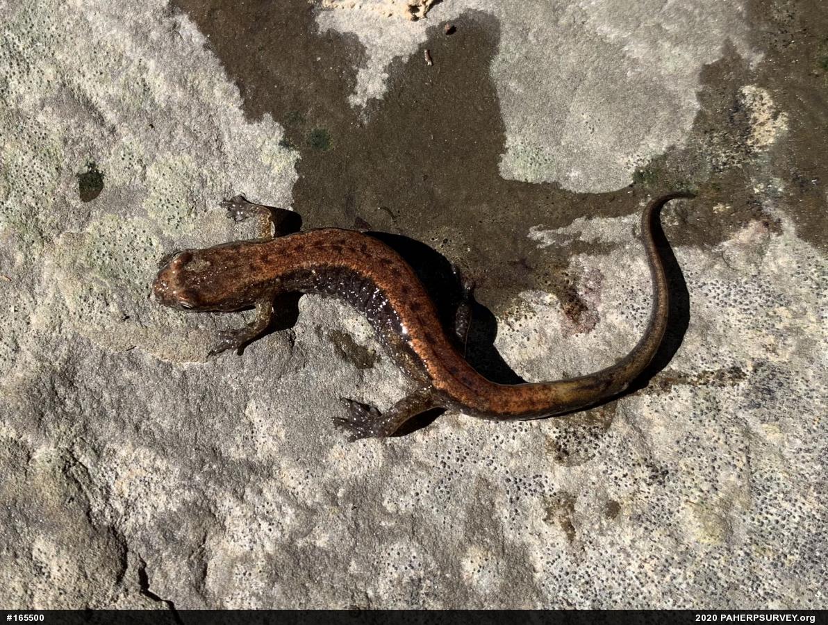 Allegheny Mountain Dusky Salamander