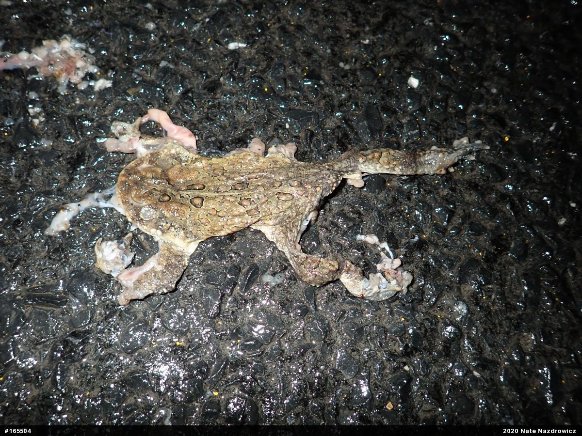 Eastern American Toad