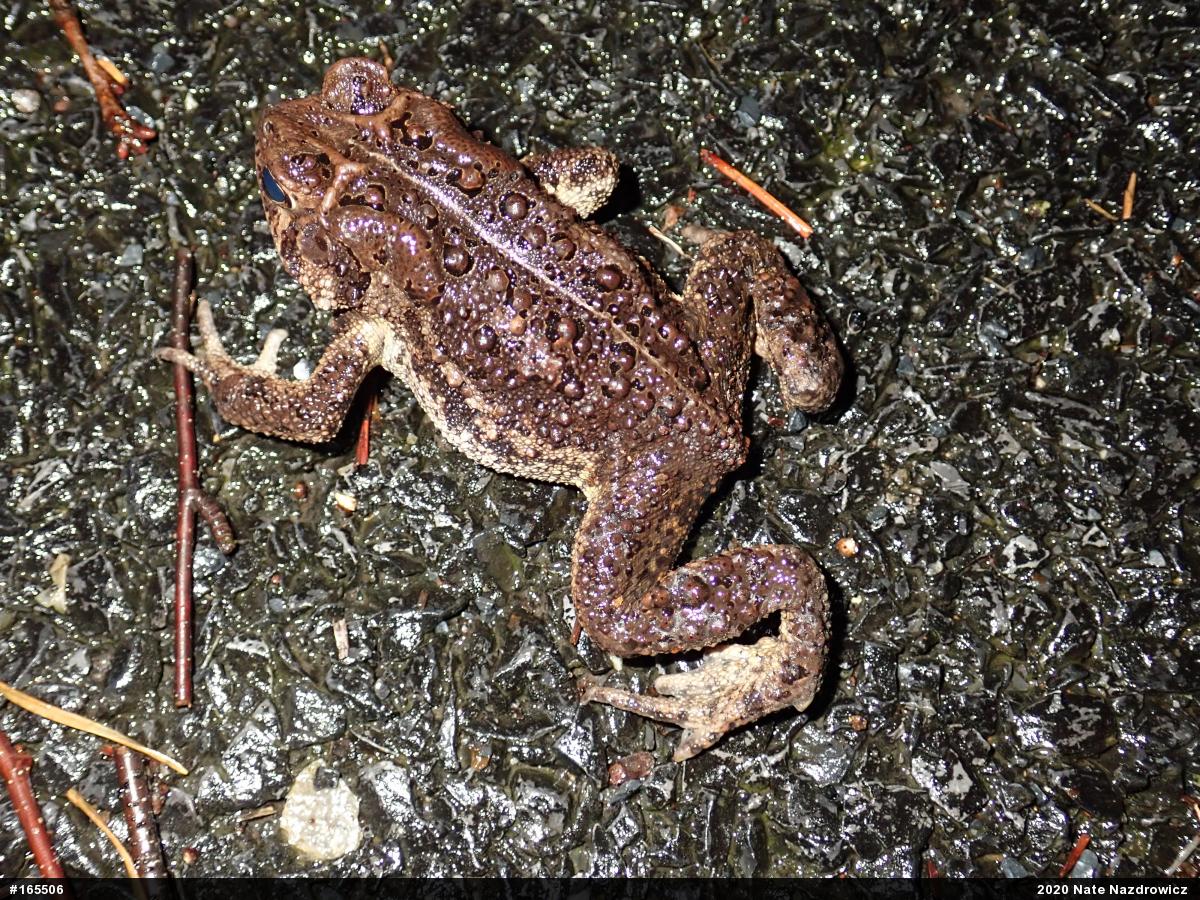 Eastern American Toad