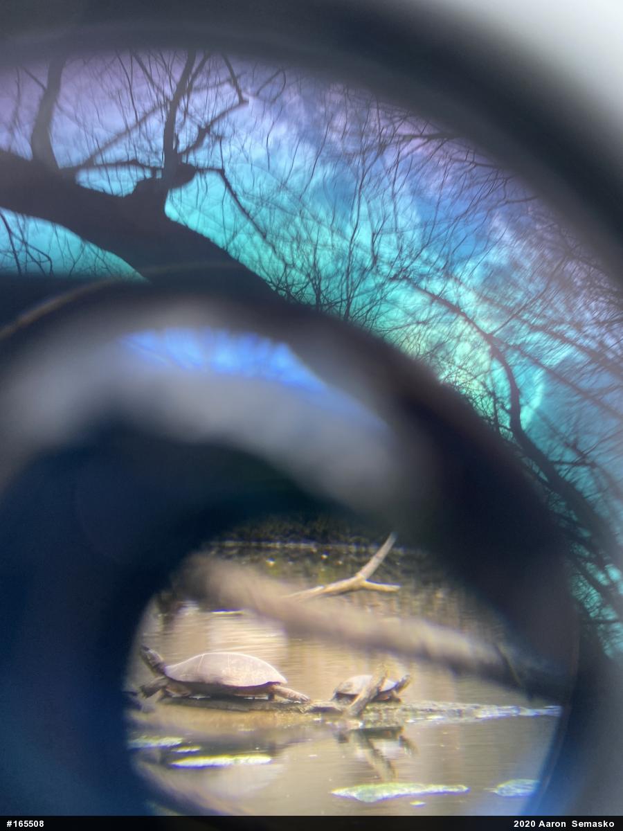 Painted Turtle