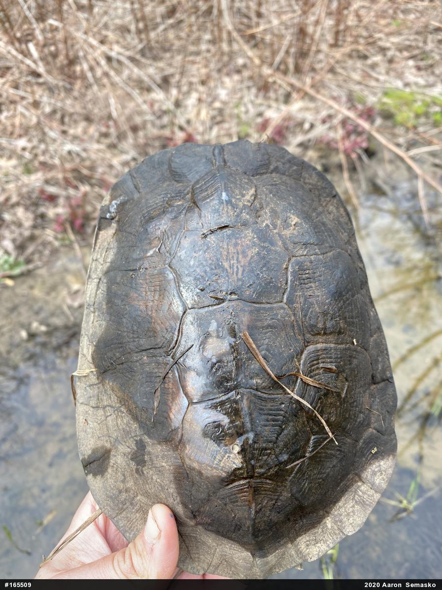Wood Turtle