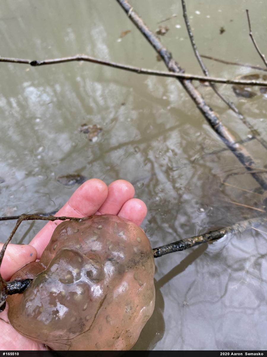 Spotted Salamander