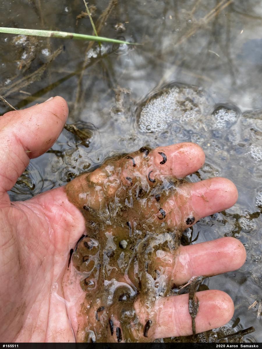 Wood Frog