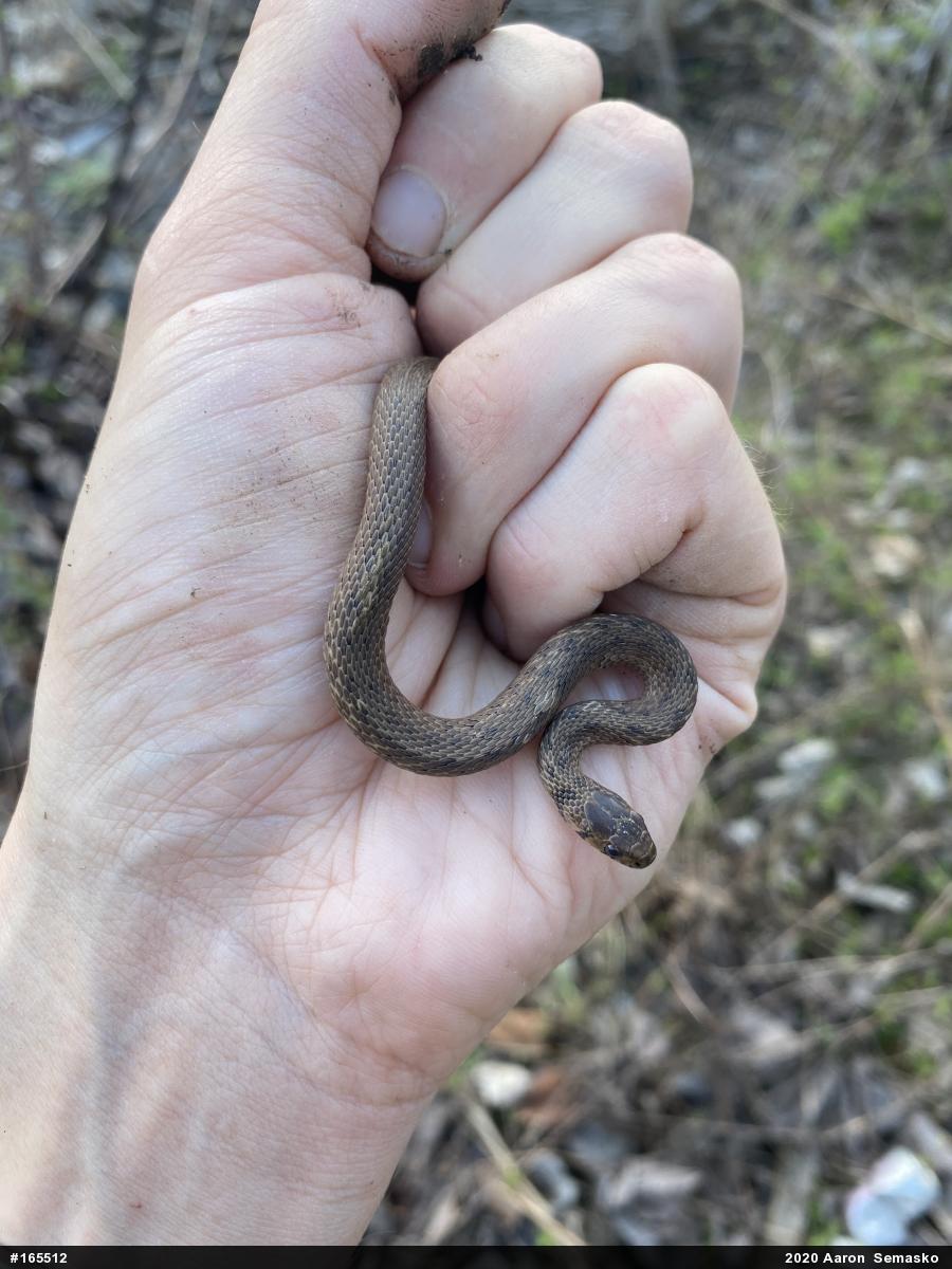 Dekay's Brownsnake