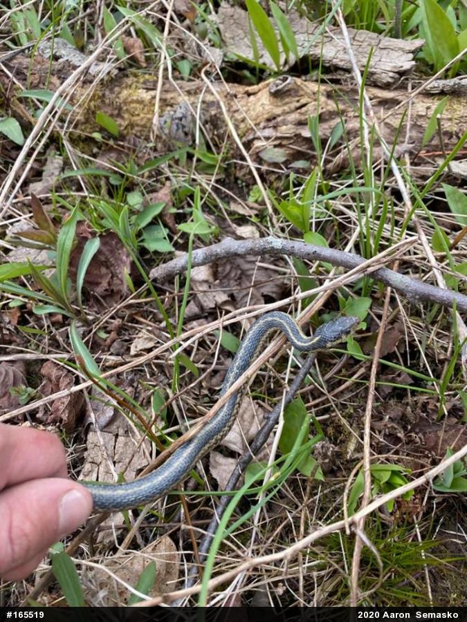Eastern Gartersnake