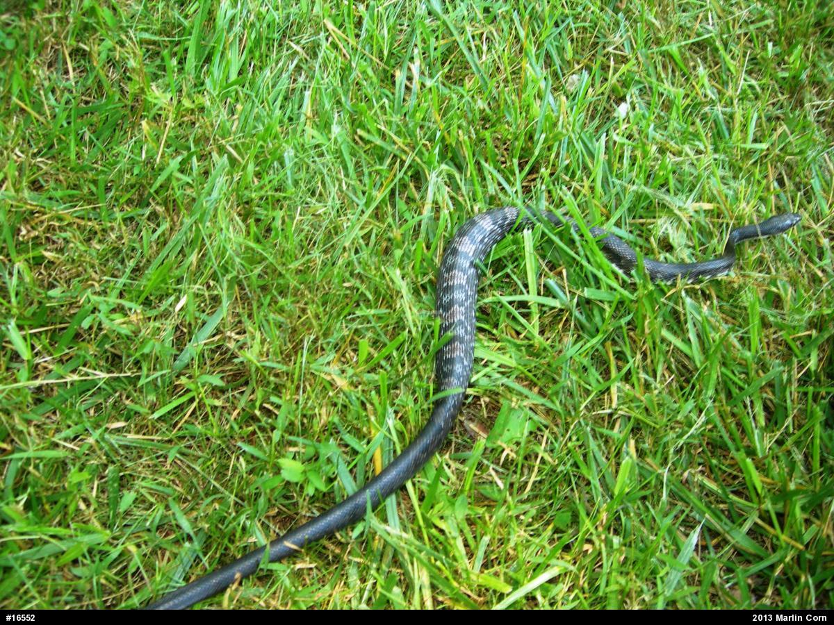 Eastern Ratsnake