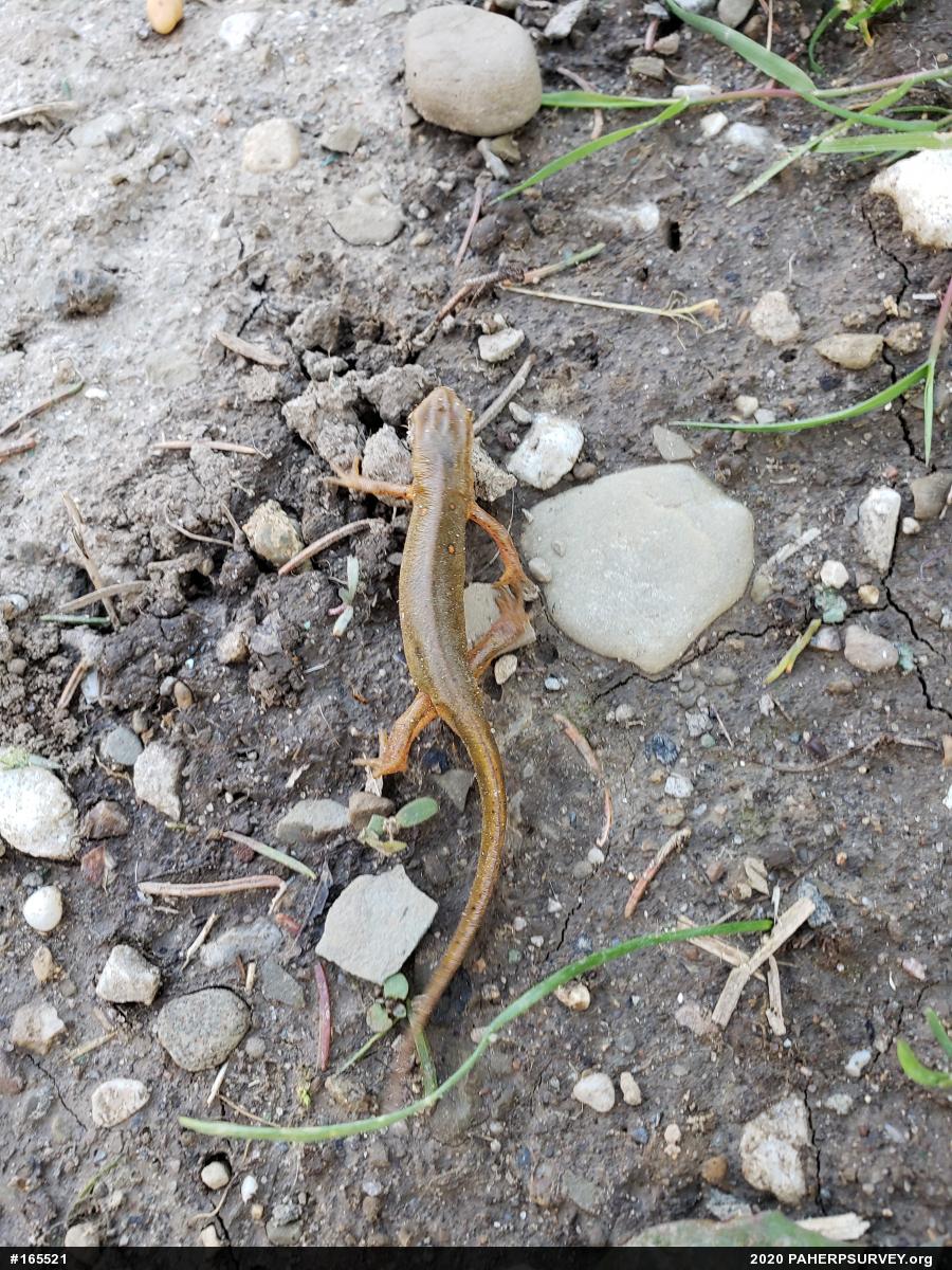 Red-spotted Newt