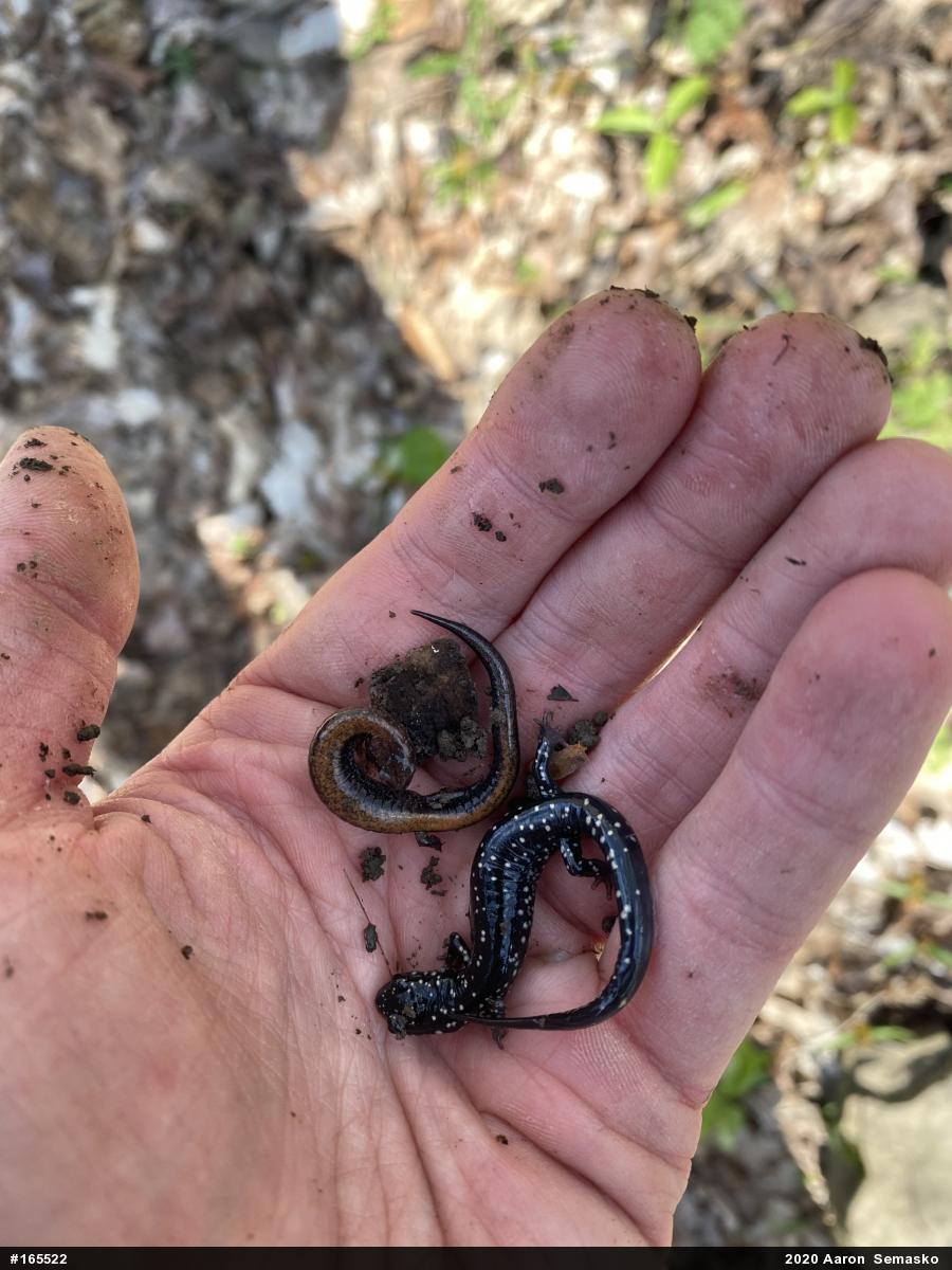 Eastern Red-backed  Salamander