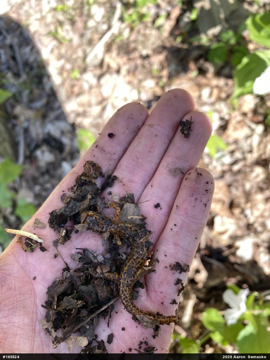 Eastern Long-tailed Salamander