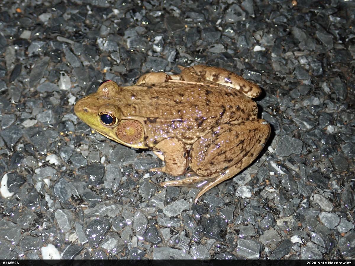 Green Frog