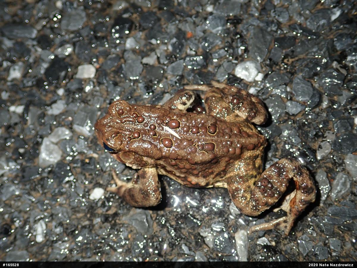 Eastern American Toad