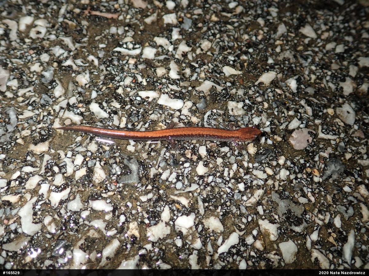 Eastern Red-backed  Salamander